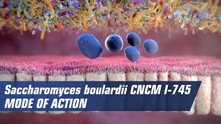 Mode of action of Saccharomyces boulardii CNCM I745 [upl. by Sara-Ann733]