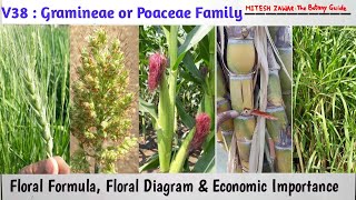 Gramineae Family  Poaceae Family  Characters Floral Formula Floral Diagram Economic Importance [upl. by Firmin]