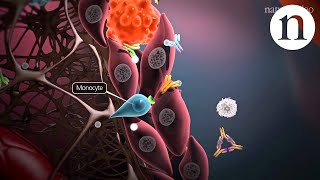 Immunology of the rheumatoid joint [upl. by Dygall]