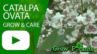 Catalpa Ovata  grow amp care [upl. by Day302]