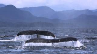 Ship noise masking Humpback Whale Song [upl. by Meeker660]