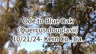 102124 Another Ode to Blue Oak Quercus douglasii  Bonus Ode Kern County Ca [upl. by Ahsiemac539]