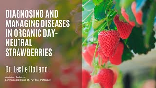 Diagnosing and Managing Diseases in Organic DayNeutral Strawberries [upl. by Yrreg452]