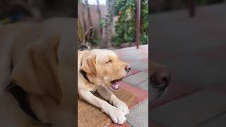 Enna kadusaa eruku shorts dog animals viralshorts youtube [upl. by Nyrat338]