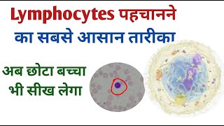 Lymphocytes identification Basic steps I How to identify lymphocytes [upl. by Godfrey234]