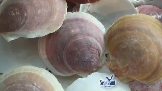 15 Second Science  Swimming Scallops [upl. by Elyad419]