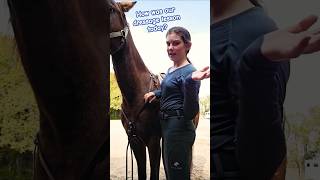 Sometimes refresher lessons with dressage can help with jumping horsetraining dressage eventing [upl. by Eardnaed]