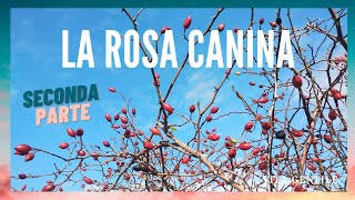 Rosa Canina Seconda parteTre ricette la polvere i cioccolatini e lo sciroppo [upl. by Eriuqs832]