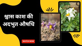 कटेरी  भटकटैया  कंटकारी  Solanum virginianum  Ayurveda Amrutam [upl. by Eenalem]