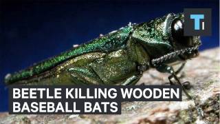 A beetle is killing wooden baseball bats [upl. by Micky]