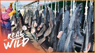 The Barbaric World Of Shark Finning [upl. by Leunam]