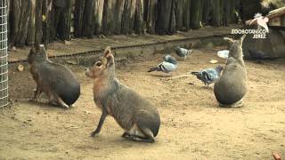 LIEBRES DE LA PATAGONIA DEL ZOOBOTÁNICO JEREZ [upl. by Luanne696]