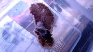 Giant Predatory Flatworm  Part 2 [upl. by Dode]