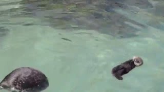 Monterey Bay Aquarium Otter Pup 362016 [upl. by Lepine674]