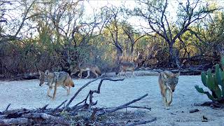 6 Coyotes with coyote chase and big leap [upl. by Elumas407]