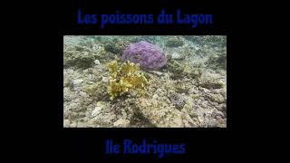 À la découverte de la vie marine de lîle Rodrigues nature rodrigues shorts music [upl. by Swayne373]