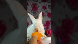 Little fluffy bunny at lunch ASMR Mukbang rabbit asmr mukbang [upl. by Arriaet]