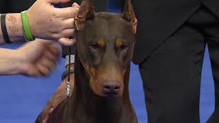 Doberman Pinscher 2018 National Dog Show Working Group [upl. by Ellenyl241]