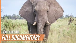 Elephants  Back to the Wild never before seen footage  Full Documentary [upl. by Latnahc774]