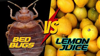 Does Lemon Juice REALLY work for Bed Bugs COMPLETE Tutorial [upl. by Esaele]