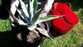 Repotting a neglected Agave [upl. by Cherise]