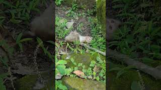 Very interesting baby hanumancuteanimalsviralvideoviralshort funnymonkeybabymonkeywildlife [upl. by Iruyas495]