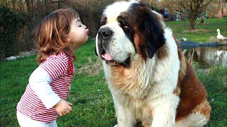 Baby Playing with St Bernard Dog A Beautiful friendship  Dog loves Baby Compilation [upl. by Ddat484]