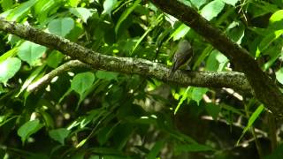 コサメビタキquotMuscicapa dauuricaquotの鳴き声。（地鳴き） [upl. by Stoddart]