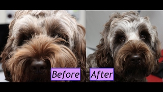 How to groom a Cockapoo face  Demo [upl. by Tserof912]