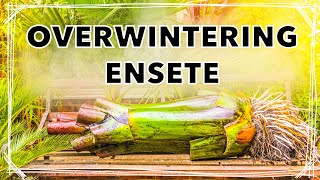 How I Overwinter Ensete ventricosum Maurelii’  Red Banana Plant Winter Care Tips [upl. by Wendie]