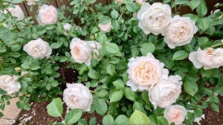 Gorgeous Blooms Roses amp Peonies amp More [upl. by Cy]