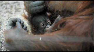 cute baby orang utan and her proud mum [upl. by Beitch867]