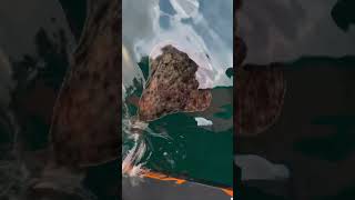 Halibut Fishing in Soroya Norway 🇳🇴 [upl. by Nauh]