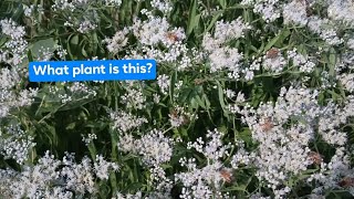 Important Native Fall Blooms for Bees  Boneset vs Snakeroot  Goldenrod  Joe Pye Weed [upl. by Anahsed241]