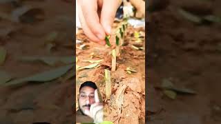 Beautiful citron grafting techniques farming satisfying agriculture shorts croton gardening [upl. by Fawcette]