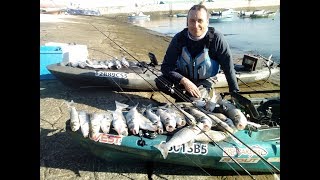 Pesca de Bailas e Robalos no Tejo [upl. by Drain]