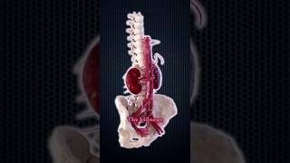 How Much Blood Do Your Kidneys Filter Daily [upl. by Assitruc160]