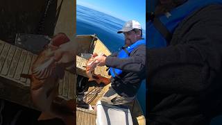 COD FISHING IN NOVA SCOTIA  OCEAN FISHING  shorts fishing deepseafishing codfishing tinyboat [upl. by Cobb]