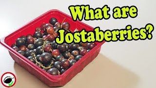 Jostaberry Review Gooseberry amp Currant Hybrid  Weird Fruit Explorer Ep 337 [upl. by Niltag]