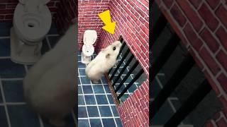 🐹Hamster escapes the awesome maze for Pets in real life 🐹in Hamster stories shorts [upl. by Naitsirt]