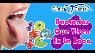 Bacterias Que Viven En La Boca Clinica Dental Velez [upl. by Pavyer]