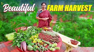 Farm harvest పండు గుండు మిరపకాయలు స్పెషల్ ఇవాళ ​⁠MADGARDENER [upl. by Haliehs]