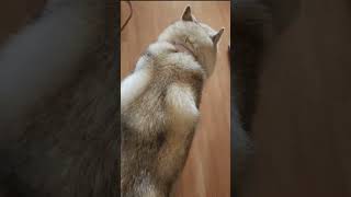 WHATS WRONG with this Old HUSKY Dog Front Leg Limping  Shorts [upl. by Nawak]