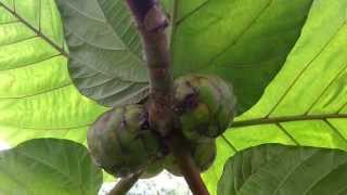 Ficus Dammaropsis  Kapiak  Highland Breadfruit  Dinner Plate Fig HD 02 [upl. by Redwine]