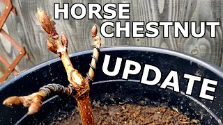 Horse Chestnut Bonsai UPDATE  potting wiring pruning shaping  Frame Nature [upl. by Walker419]