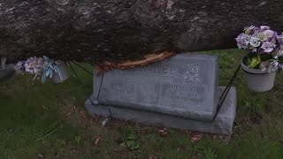 Headstones damaged at Kaukauna cemetery [upl. by Chappelka846]