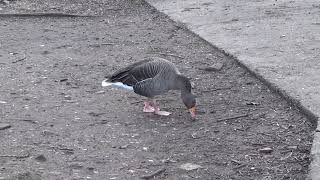 Greylag Goose UK Wildlife [upl. by Leind]