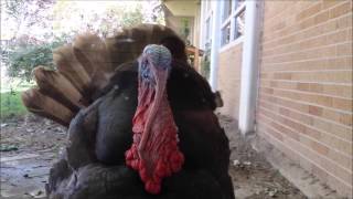 3 Little Turkeys  Best Turkey Song Ever Credits Mark Woolf [upl. by Butterworth]