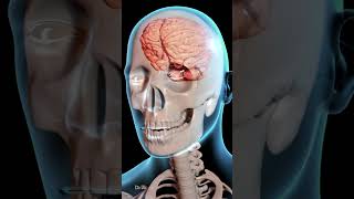 How Does a Concussion Affect Your Brain [upl. by Aivek]