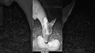 Deer chows down on a festive Halloween Pumpkin Treat wildlife trailcam halloween whitetaildeer [upl. by Amaris]